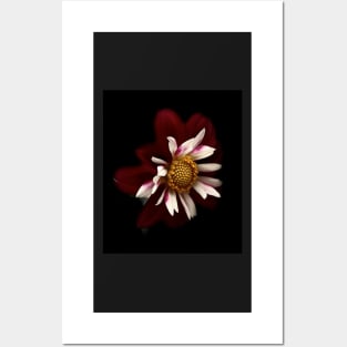 Red Dahlia Posters and Art